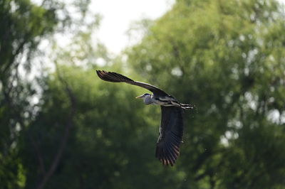 Low angle view of bird flying