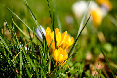 Close-up of yellow crocus flowers on field