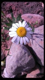 Close-up of daisy blooming outdoors