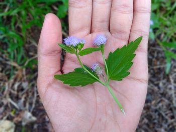 Close-up of hand holding flower