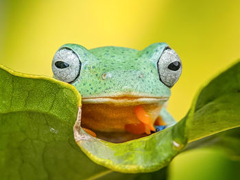 Close-up of frog on leaf