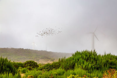 Wind turbines on field against sky