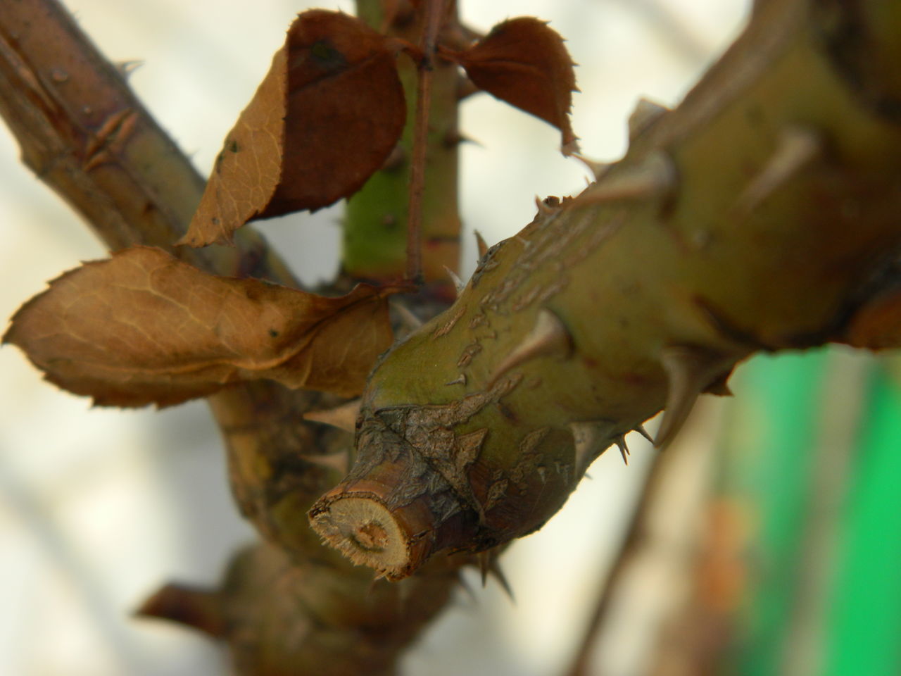 close-up, focus on foreground, leaf, selective focus, wood - material, nature, dry, day, rusty, outdoors, branch, metal, no people, twig, plant, autumn, tree, damaged, aging process, weathered