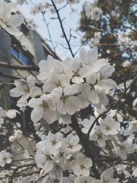 White apple blossoms in spring