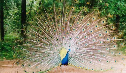 Close-up of peacock