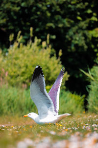 Close-up of seagull flying over land