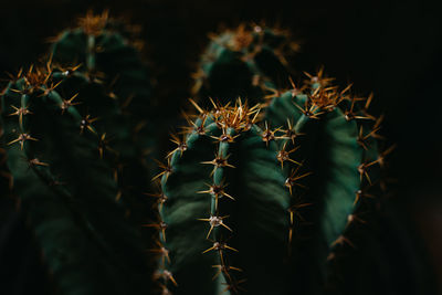 Close-up of succulent plant