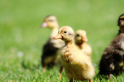 Close-up of a bird on field