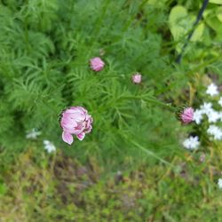 Close-up of pink flowers