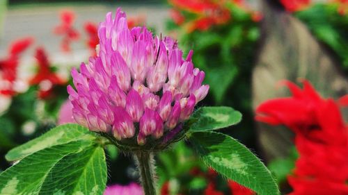 Close-up of pink flowers blooming outdoors