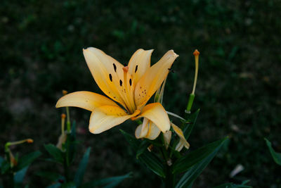 Close-up of yellow flower