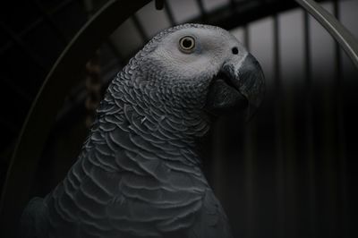 Close-up of parrot in cage