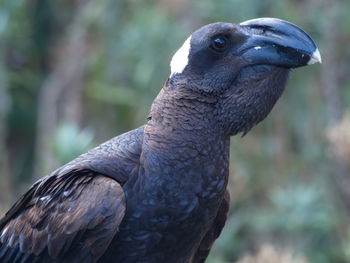 Extreme closeup portrait of thick-billed raven corvus crassirostris semien mountains, ethiopia.