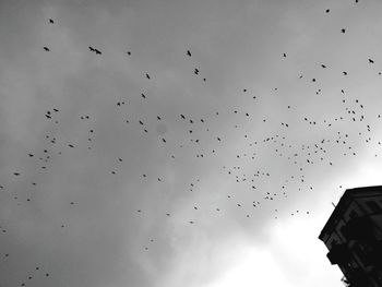 Low angle view of birds flying in sky