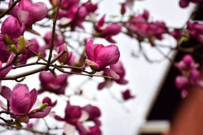 Close-up of pink flowers on tree