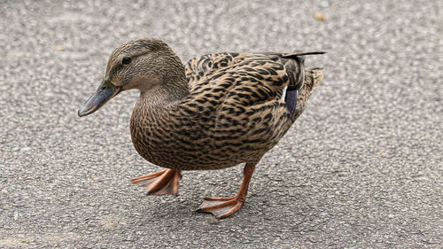 High angle view of female mallard duck on street