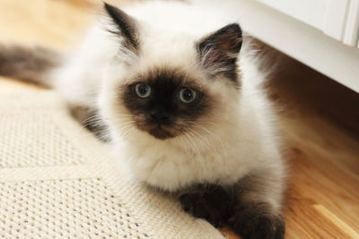 Close-up portrait of a cat at home