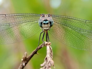 Close-up of dragonfly on leaf