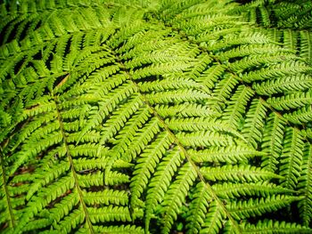 Close-up of green leaves