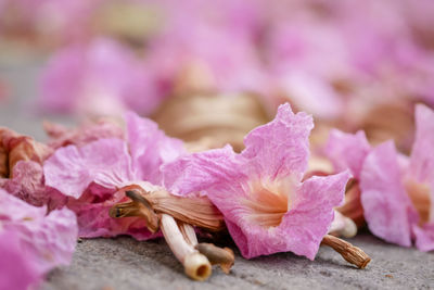 Close-up of pink flowering plant