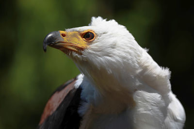 Close-up of eagle