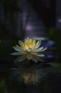 Close-up of water lily blooming outdoors