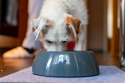 Close-up of a dog at home