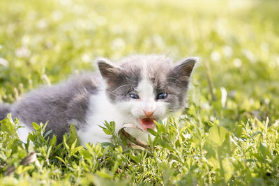 Cat sitting in a field