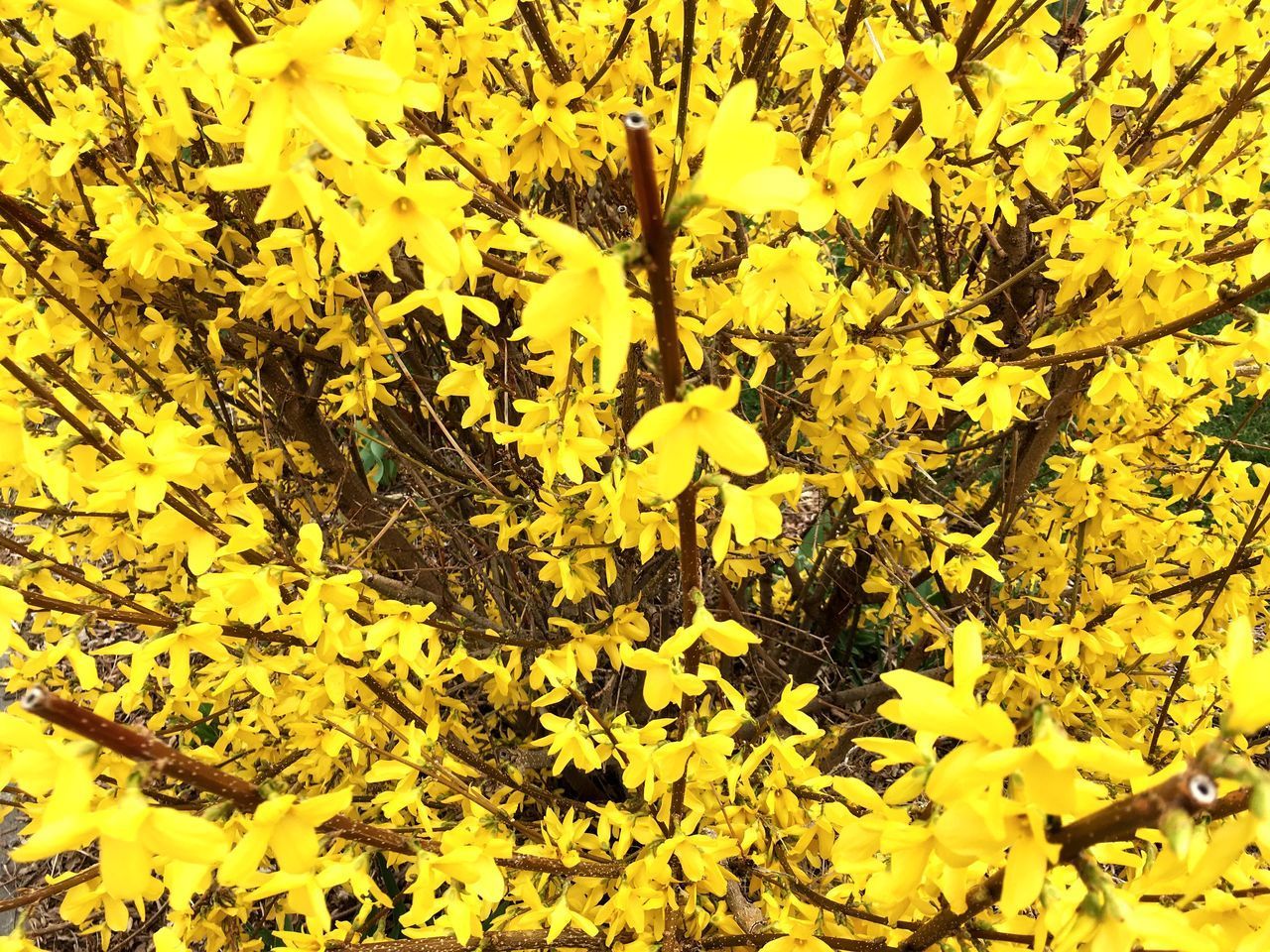 CLOSE-UP OF YELLOW FLOWERING PLANTS