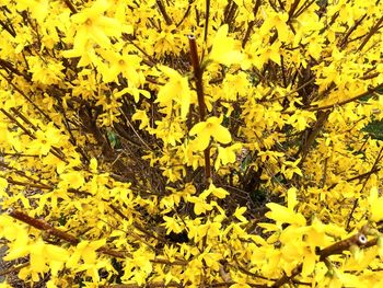 Close-up of yellow flowering plant