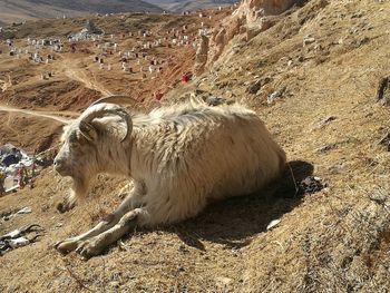 Sheep on sand at beach