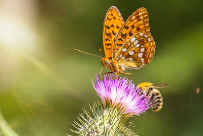 Close-up of butterfly pollinating on purple flower