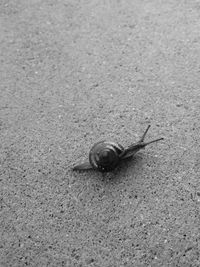 Close-up of snail