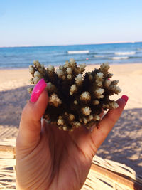 Cropped hand of woman holding coral on beach