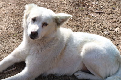 White dog resting on field