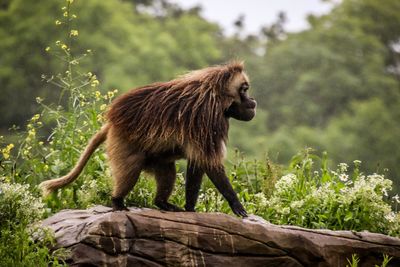 Side view of a monkey on a tree