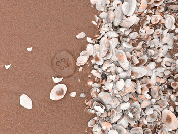 shell