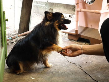 Woman with dog