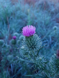 Close-up of thistle flower