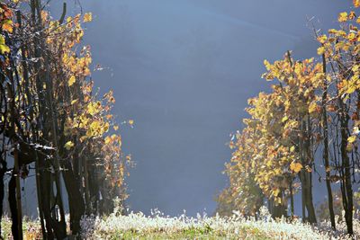 Trees and plants against sky during autumn