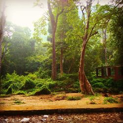 Trees in forest