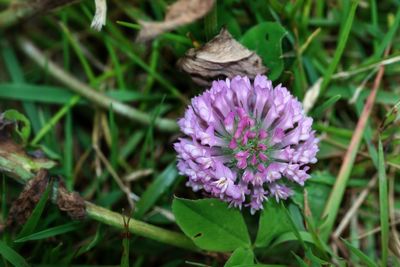 Close-up of honey bee on purple flower