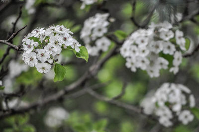 Close-up of white flowers on branch