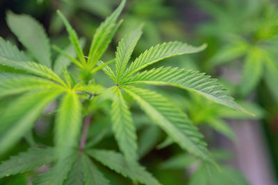 Close-up of fresh green leaves