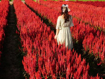 Rear view of woman standing by red flowering plants on field