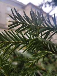 Close-up of pine tree