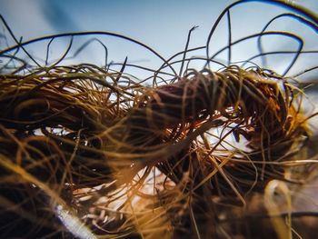 Close-up of plant in nest