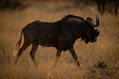 Side view of a horse on field