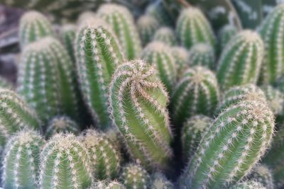 Full frame shot of cactus growing outdoors