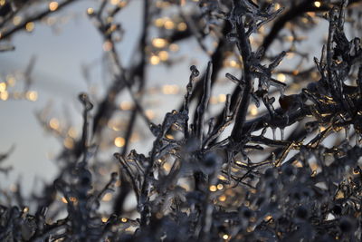 Close-up of snow on tree during winter